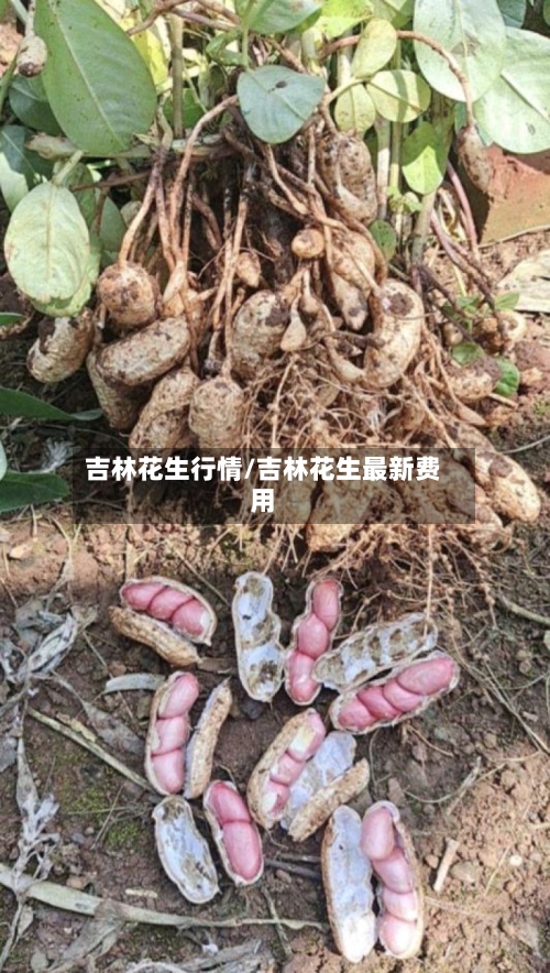 吉林花生行情/吉林花生最新费用-第3张图片
