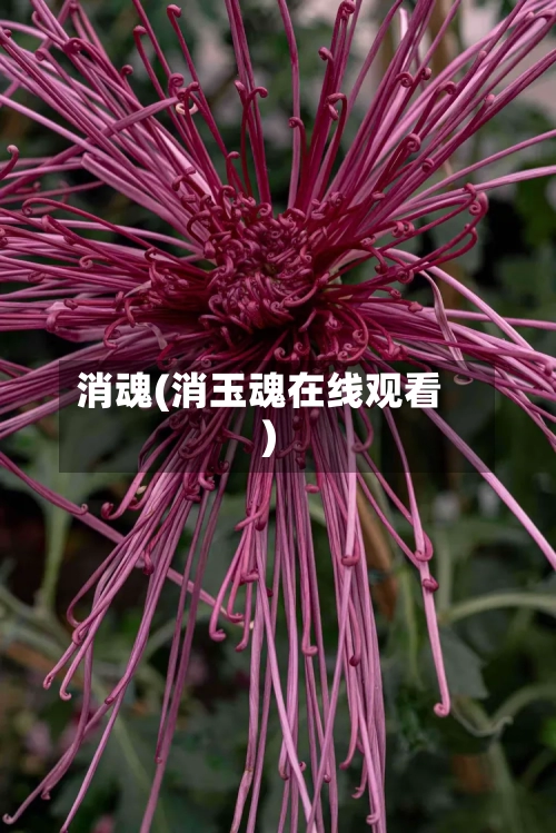 消魂(消玉魂在线观看)