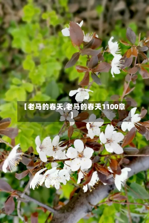 【老马的春天,老马的春天1100章】