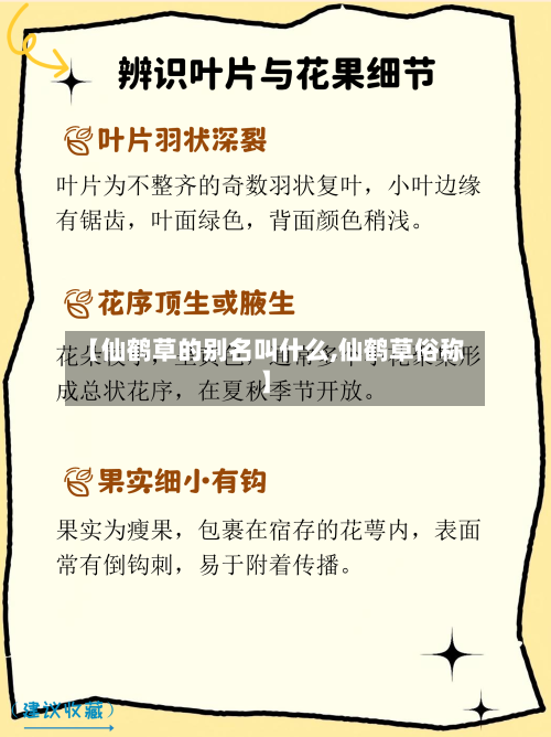 【仙鹤草的别名叫什么,仙鹤草俗称】