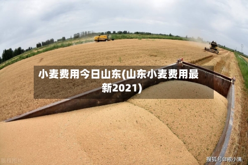 小麦费用今日山东(山东小麦费用最新2021)-第1张图片
